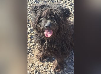 Süßer Zserbo ( * 05 / 2024 ) sucht seine Menschen