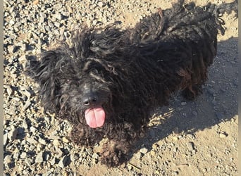 Süßer Zserbo ( * 05 / 2024 ) sucht seine Menschen