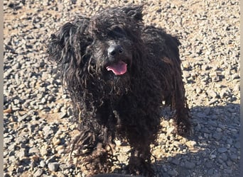 Süßer Zserbo ( * 05 / 2024 ) sucht seine Menschen