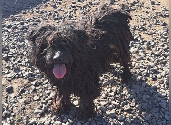 Süßer Zserbo ( * 05 / 2024 ) sucht seine Menschen