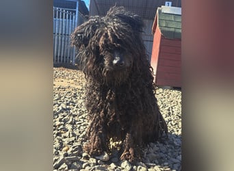 Süßer Zserbo ( * 05 / 2024 ) sucht seine Menschen