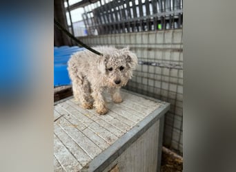 Babci PP - Ein Pumi auf der Suche nach Glück