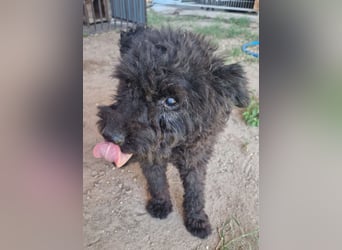 Pufi von kettenlos