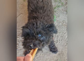 Pufi von kettenlos