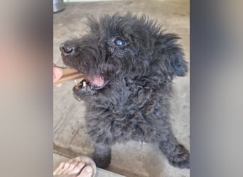 Pufi von kettenlos