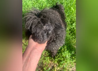 Pufi von kettenlos