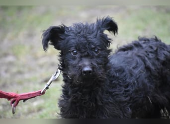 Scheue Babette (Pumimix?)