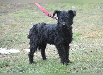 Scheue Babette (Pumimix?)