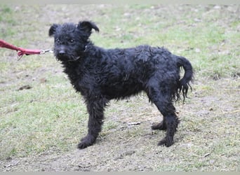 Scheue Babette (Pumimix?)