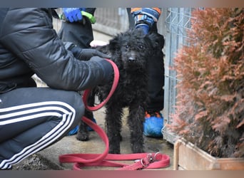 Scheue Babette (Pumimix?)