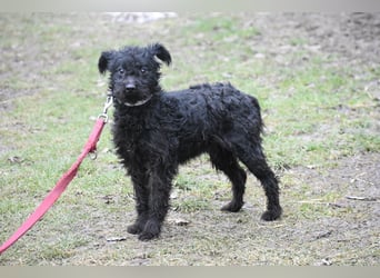 Scheue Babette (Pumimix?)