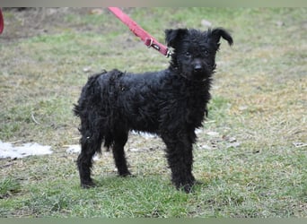 Scheue Babette (Pumimix?)