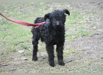 Scheue Babette (Pumimix?)