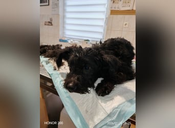 Scheue Babette (Pumimix?)