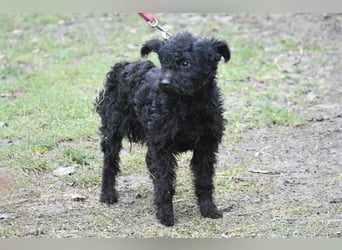 Scheue Babette (Pumimix?)