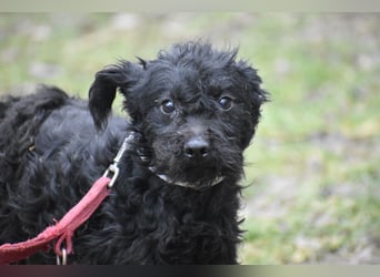 Scheue Babette (Pumimix?)