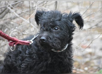 Scheue Babette (Pumimix?)