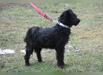 Scheue Babette (Pumimix?)