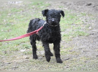 Scheue Babette (Pumimix?)