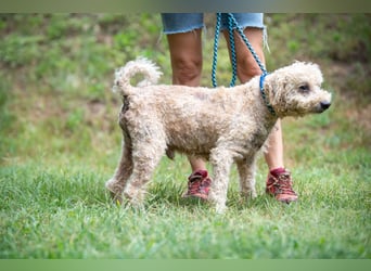 Orinoco
