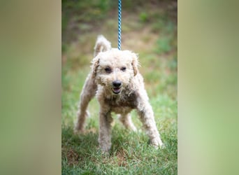 Orinoco