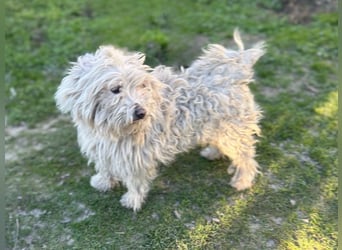 Luis-LM - wuschelige Fellnase sucht ein Zuhause