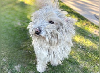 Luis-LM - wuschelige Fellnase sucht ein Zuhause