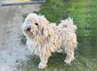 Luis-LM - wuschelige Fellnase sucht ein Zuhause