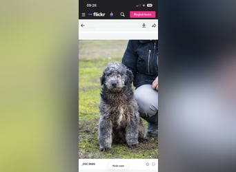 Tivadar Si- junger Abenteurer sucht Familie