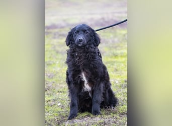 Runa Si - Schmusebacke sucht Familie zum Liebhaben