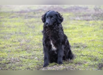 Runa Si - Schmusebacke sucht Familie zum Liebhaben