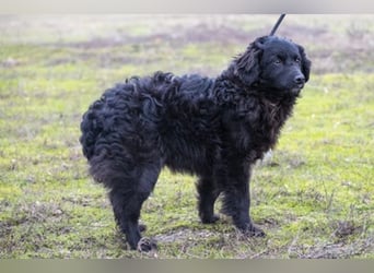 Runa Si - Schmusebacke sucht Familie zum Liebhaben