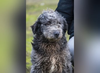 Tivadar Si- junger Abenteurer sucht Familie