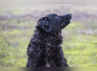 Runa Si - Schmusebacke sucht Familie zum Liebhaben