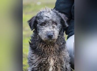 Tivadar Si- junger Abenteurer sucht Familie