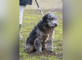 Tivadar Si- junger Abenteurer sucht Familie