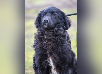 Runa Si - Schmusebacke sucht Familie zum Liebhaben