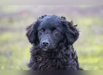 Runa Si - Schmusebacke sucht Familie zum Liebhaben