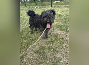 Sara, geb. 01.01.2022, 46 cm, sucht ein liebevolles Zuhause