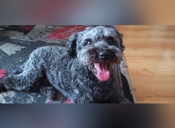 Zafir ein freundlicher Pumi mit großem Herz