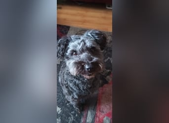 Zafir ein freundlicher Pumi mit großem Herz