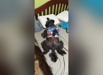 Zafir ein freundlicher Pumi mit großem Herz