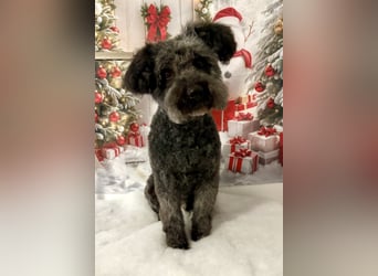 Zafir ein freundlicher Pumi mit großem Herz