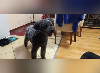 Zafir ein freundlicher Pumi mit großem Herz