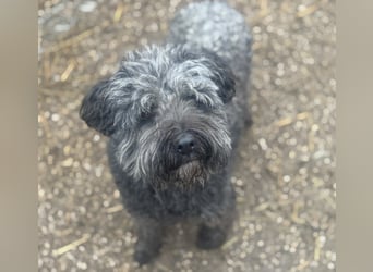 Zafir ein freundlicher Pumi mit großem Herz