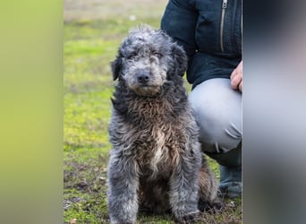 Tivadar SI - offen, anhänglich 