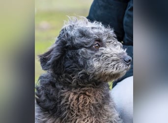 Tivadar SI - offen, anhänglich 