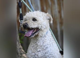 Zsömle SI aktiv, aufmerksam, dominant