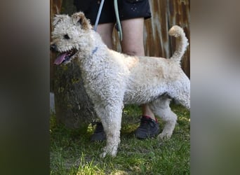 Zsömle SI aktiv, aufmerksam, dominant