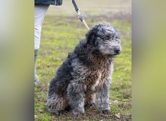 Tivadar SI - offen, anhänglich 